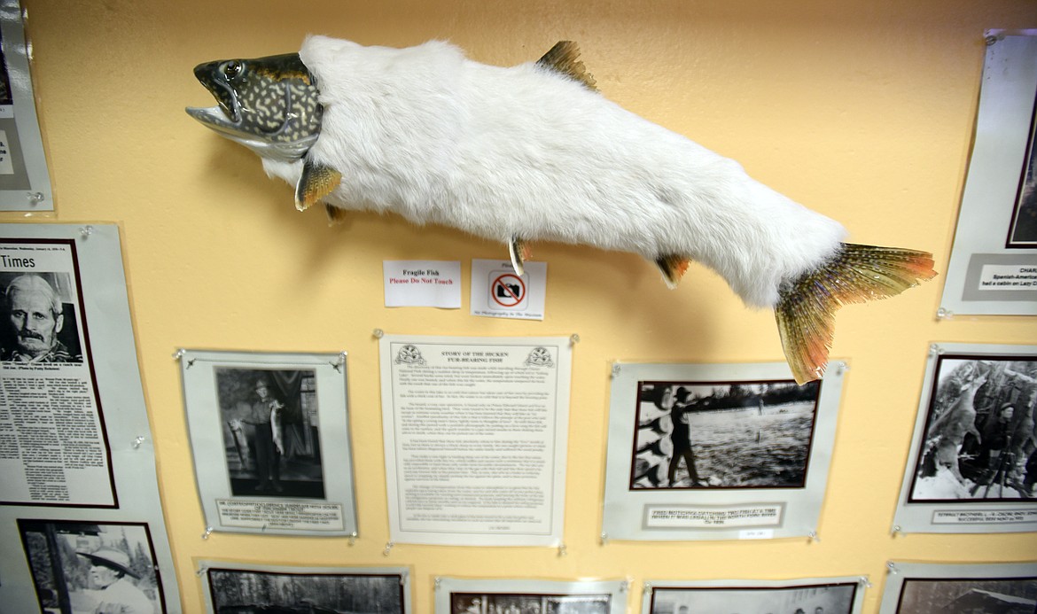 The famous &#147;fur fish&#148; on display.