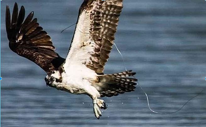 Courtesy photo
An osprey flies above the water with fishing line tangled in its wing in this photo taken last summer by Larry Krumpleman, CDA Audubon member.