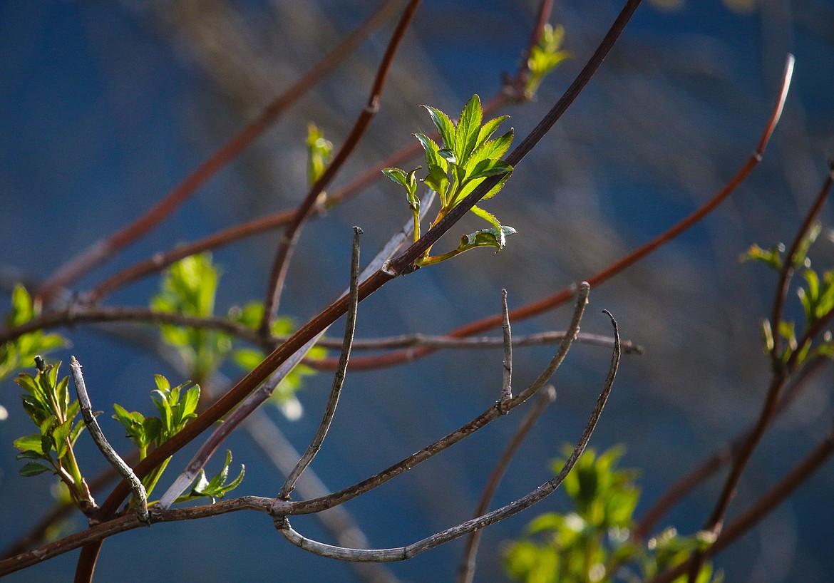 &#151;Photo by MANDI BATEMAN
Bare branches are adorned with young leaves.