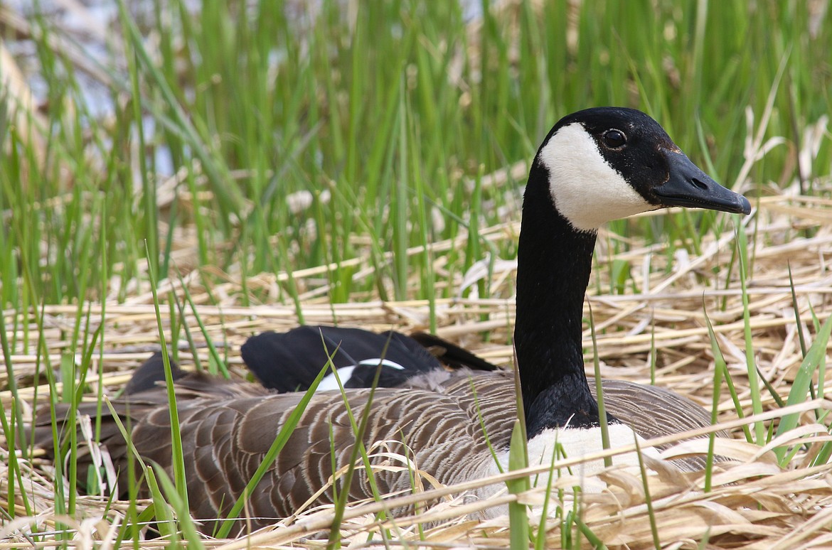 &#151;Photo by MANDI BATEMAN
Canada goose in the Wildlife Refuge.