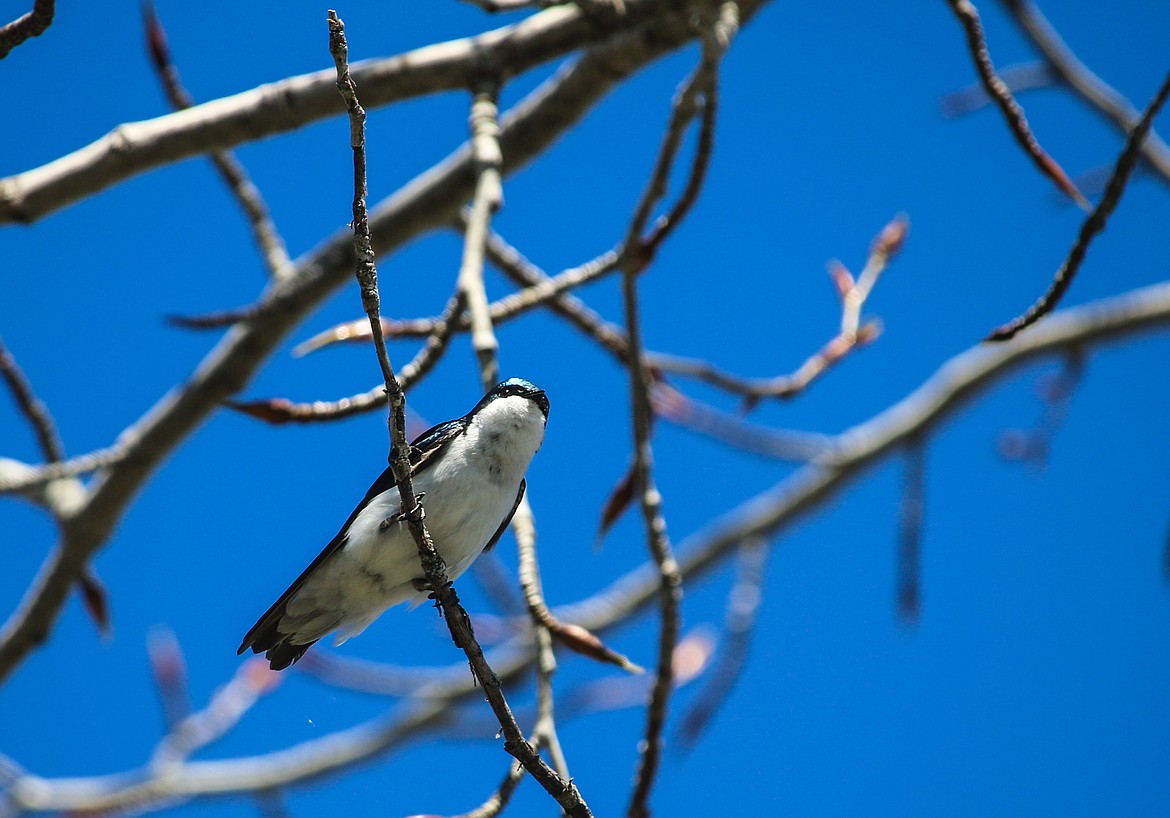 &#151;Photo by MANDI BATEMAN
Swallows returned two weeks ago and have already begun nesting.