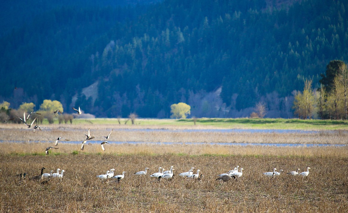 &#151;Photo by MANDI BATEMAN
Snow geese make a rest stop in the Wildlife Refuge before continuing their migration.