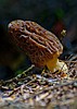 Mushroom hunting on Panhandle National Forests