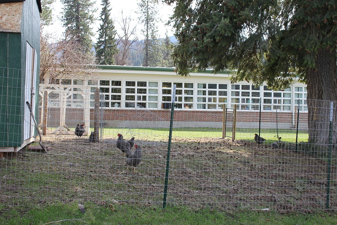 A chicken coop is set up outside St. Regis Superintendent Joe Steele&#146;s office as part of the school&#146;s FFA program. (Kathleen Woodford/Mineral Independent).