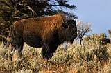 Bison Range decision prompts speculation