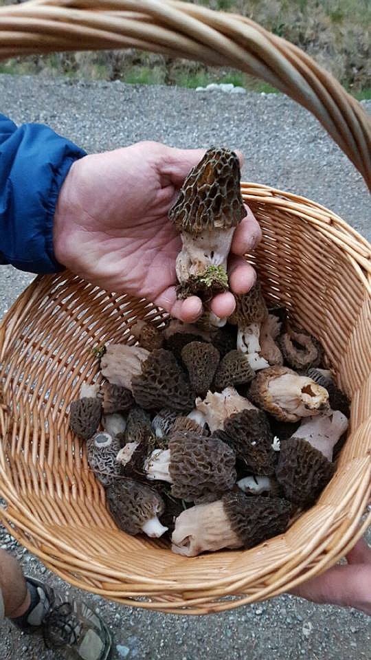 These are typical, fully grown black morels found in North Idaho. They were collected during the 2016 growing season.

Photo courtesy of NIMA