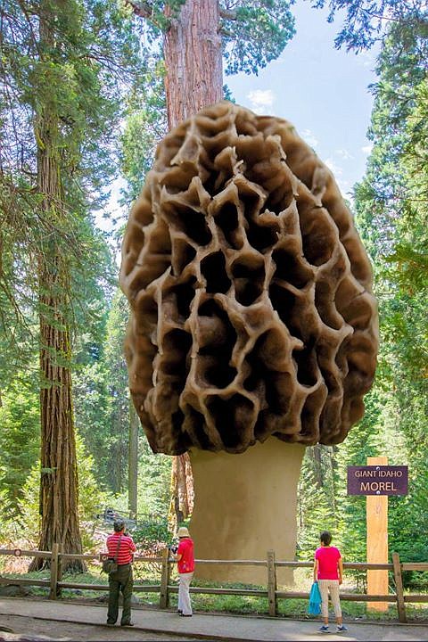 Photo illustration courtesy of NIMA
&#147;Morchella giganthapithica,&#148; a fabled fungus tall tale among North Idaho Mycological Association members, is a humorous take on finding giant morels.