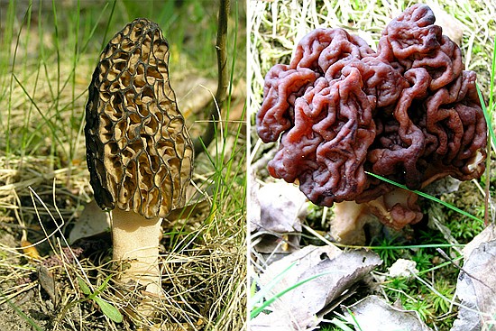 Image credit: Beentree, Severine Mei&szlig;ner
Do not confuse the true morel, left, with the deadly false morel, right. False morels, also called brain mushrooms, are filled with a cotton-like material while true morels are hollow. False morels tend to be yellow-brown, red-brown or brown and are poisonous.