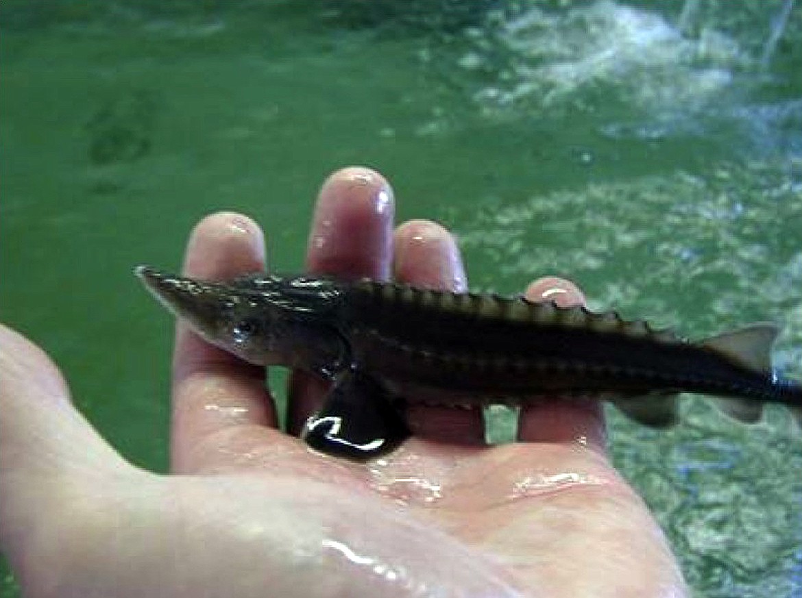 (Courtesy photo)
The Kootenai Tribe of Idaho invites the public to assist its staff with releasing young sturgeon, such as the one pictured, at the Search and Rescue county boat ramp on Friday, May 12.