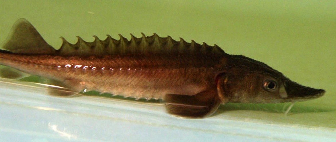 (Courtesy photo)
The Kootenai Tribe of Idaho invites the public to assist its staff with releasing young sturgeon, such as the one pictured, at the Search and Rescue county boat ramp on Friday, May 12.