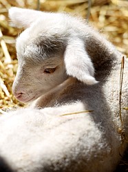 Baby lambs at EarthStar Farm in Whitefish. The lambs are a mix of Cormo and Targhee lambs and are sustainably raised for fine fiber which is sold at area yarn stores.(Brenda Ahearn/Daily Inter Lake)