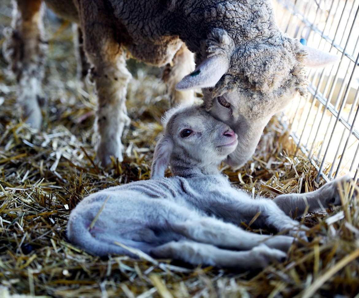 A protective mother watches over her baby who was born Monday at EarthStar Farm in Whitefish.