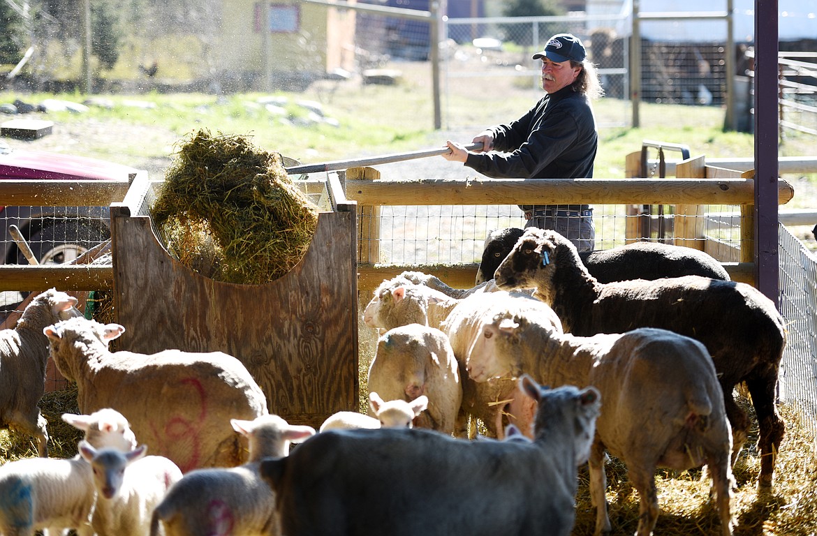 Chad Waite gives fresh hay to lambs at EarthStar Farm in Whitefish.