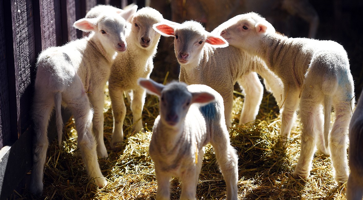 Baby lambs at EarthStar Farm in Whitefish. The lambs are a mix of Cormo and Targhee lambs and are sustainably raised for fine fiber which is sold at area yarn stores.(Brenda Ahearn/Daily Inter Lake)