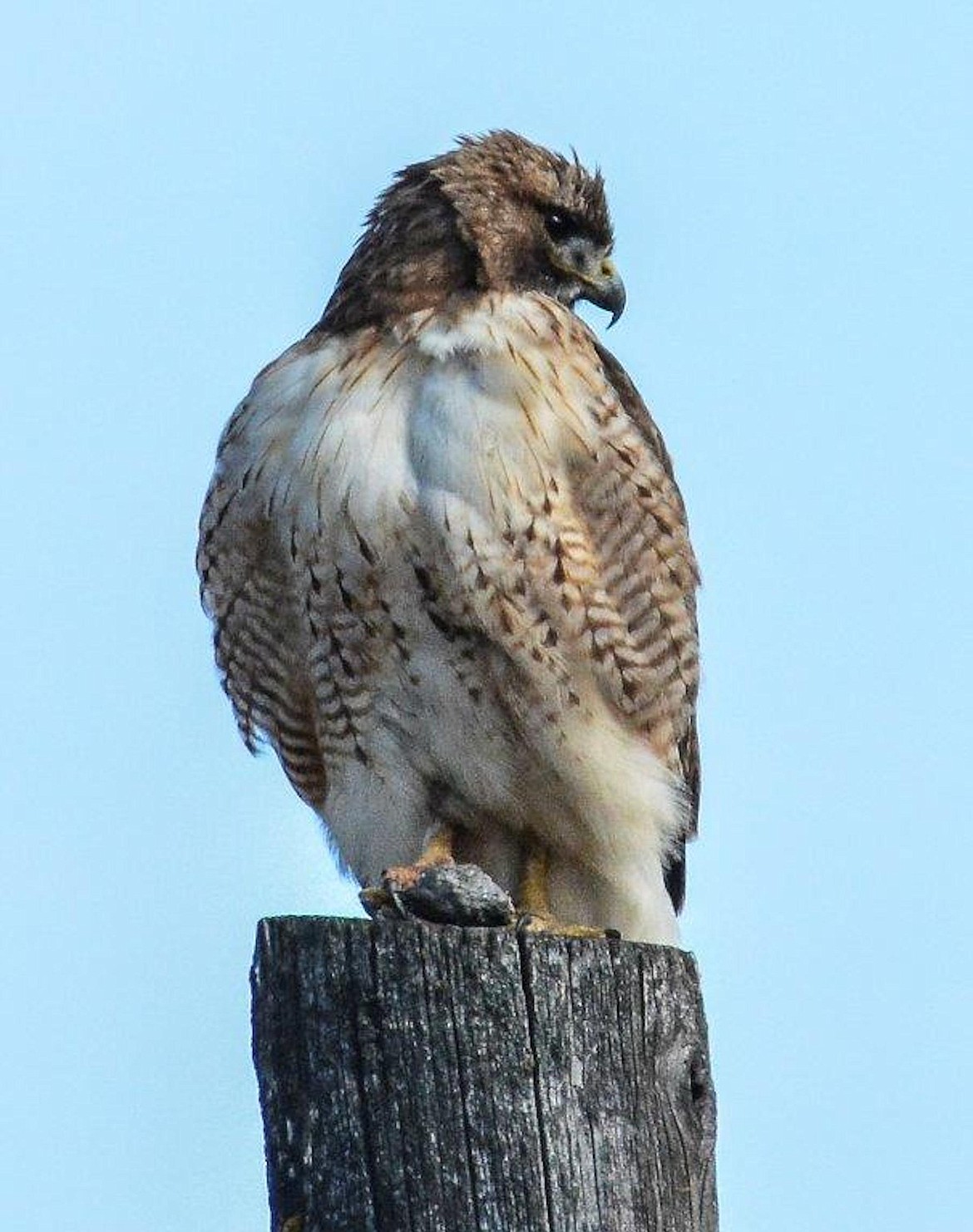 (Courtesy photo)
Pictured is a red-tailed hawk, which is one of the many species indigenous to North Idaho and could be spotted during the Spring Birding Fling May 6.