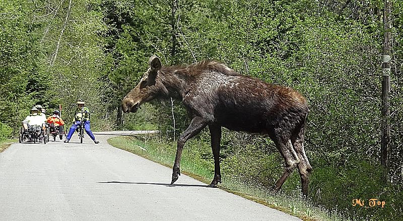 A Silver Valley traffic jam. Looking scruffy and holding up the trail.