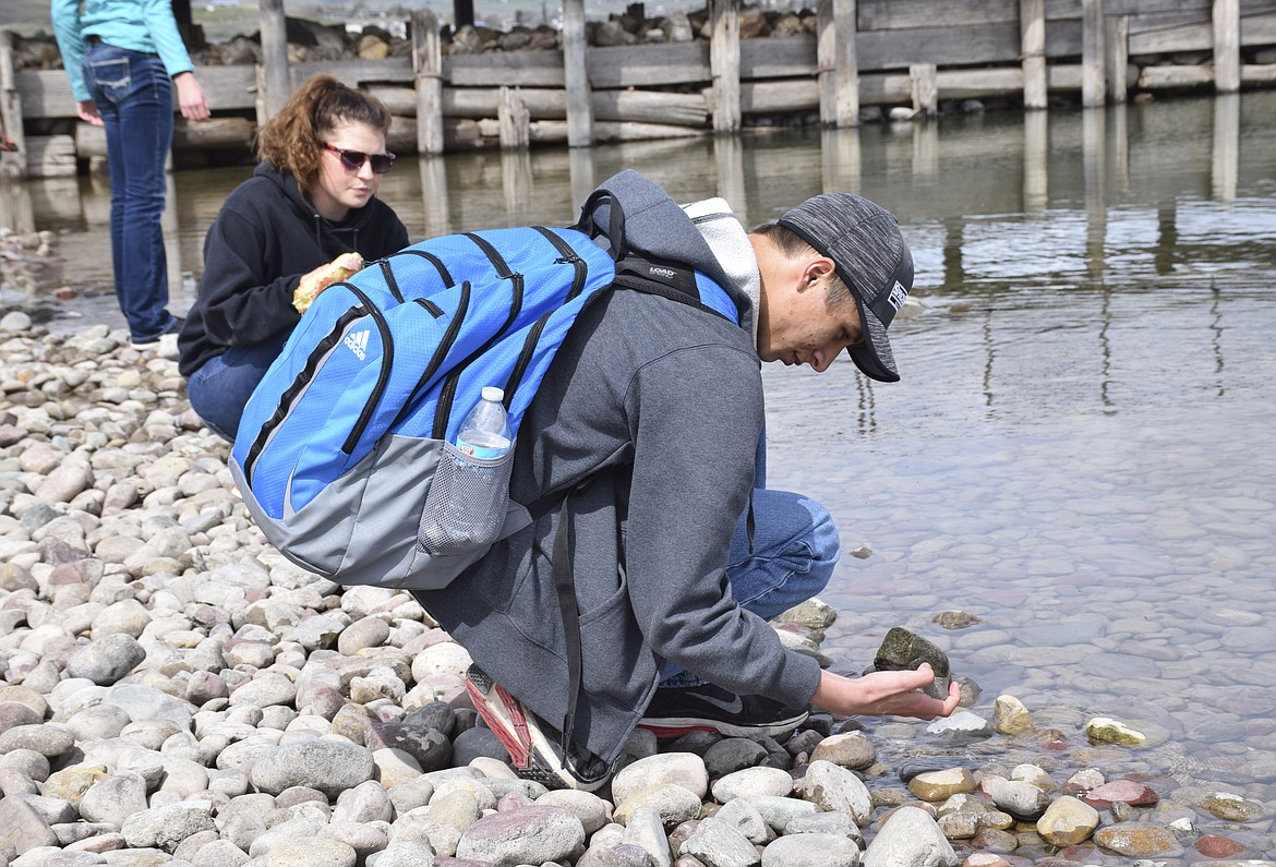 Arlee High School student Donovin Hanken searches the shoreline of Flathead Lake for signs of invasive mussels on April 24 in Polson. (Brett Berntsen/Lake County Leader)