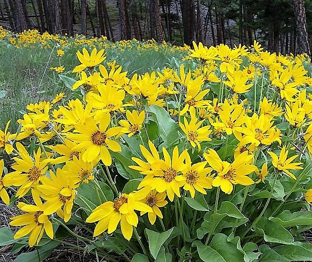 This photo was taken last year on April 29 where the hills were in full bloom with wildflowers. This year due to colder weather the flowers are just starting to spring up. (Katheen Woodford/Mineral Independent).