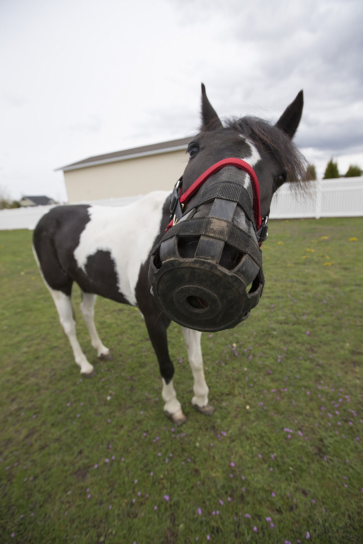 LISA JAMES/Press
Sundae has to wear a muzzle outside of the barn to keep her from eating the grass, which has too much sugar and aggrivates her laminitis, a condition that inflames the tissue in her hooves which are already damaged from neglect. The pony was rescued from a field where it was being kept in Post Falls this past winter. Malnourished and weak, she was described her as &quot;within days of death&quot;. As a result of the reported neglect, Sundae's hooves have grown thick and spread out which has caused her ankles to buckle, making it difficult for her to walk.