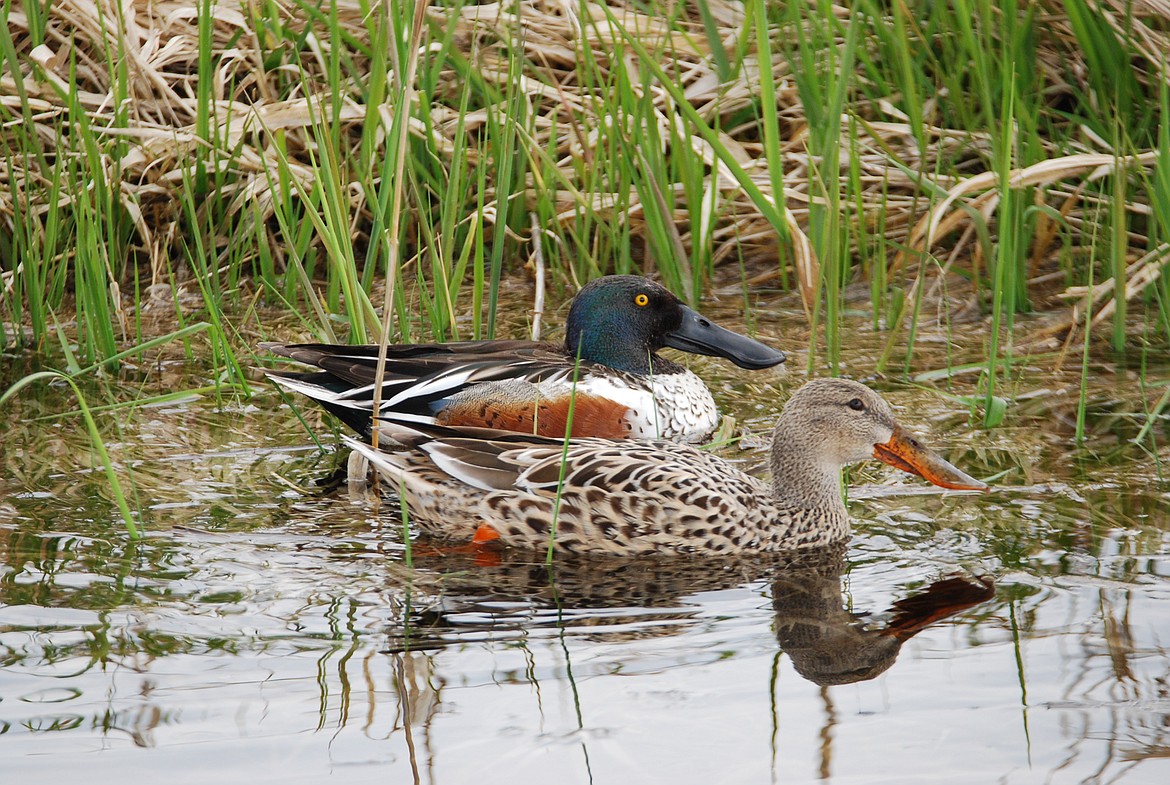 Photo by DON BARTLING.
A very handsome pair of ducks.