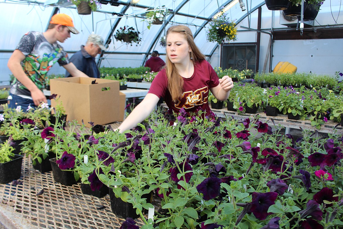 Cheryl Schweizer/Columbia Basin Herald
A Moses Lake High School student loads up a customer&#146;s box during the annual plant sale Friday.