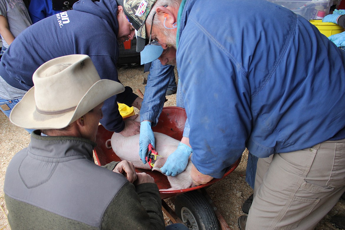 4H pigs were tagged and tattooed with an identification number and weighed last Sunday in Superior. (Kathleen Woodford/Mineral Independent).