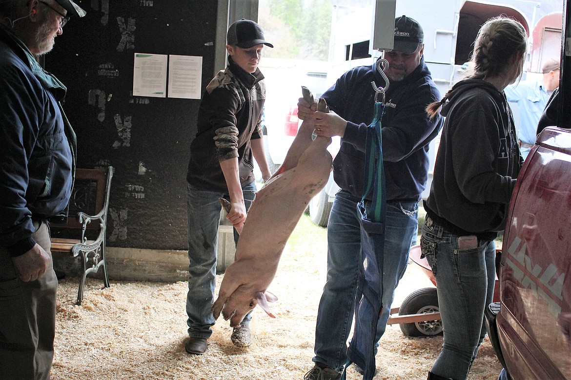 A 4-H pig gets lifted onto the scale to be weighed during the first weigh-in for members. Pigs were born between January and February and will be auctioned off during the Mineral County Fair in August. (Kathleen Woodford/Mineral Independent)