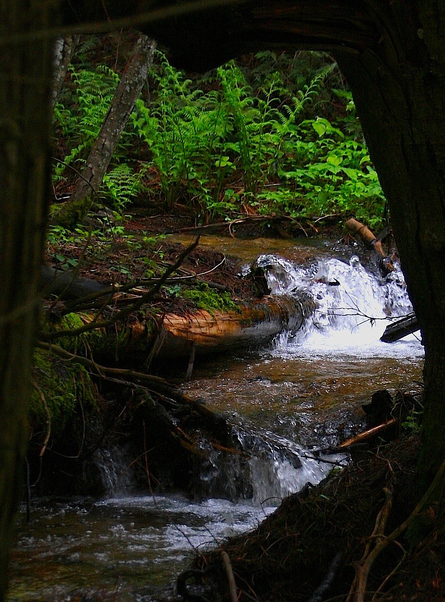 BRIAN WALKER/Press
Meandering creeks are among the natural features of the city of Rathdrum&#146;s property on Rathdrum Mountain.