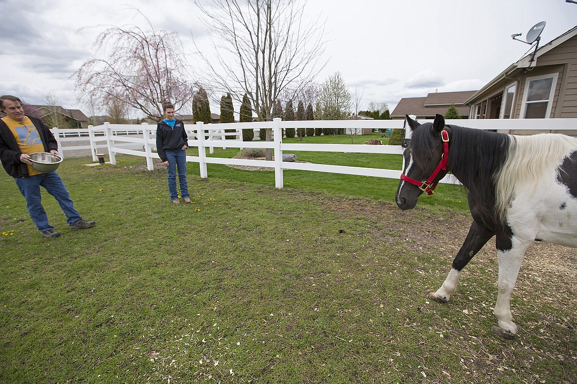 LISA JAMES/PressKevin Pozas and his neighbor Maddy Baker watch Sundae walk towards them to get grain on May 1, as they talk about the progress she's made since Maddy and her mother found the pony in a reported state of neglect near their Post Falls home this winter. While Sundae's overall condition had greatly improved, problems with her hooves and legs which caused her pain and limited her mobility were not improved by surgeries. Sundae was put down on Wednesday.