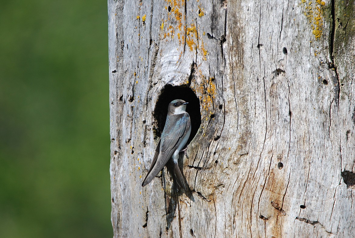 tree swallow nest
