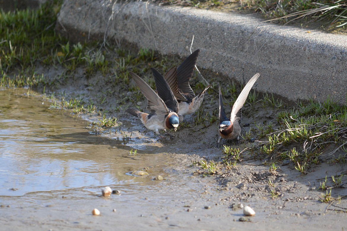 Photo by DON BARTLING
The Cliff Swallow is a colony nester and will carry balls of mud up to a mile to construct its nest.