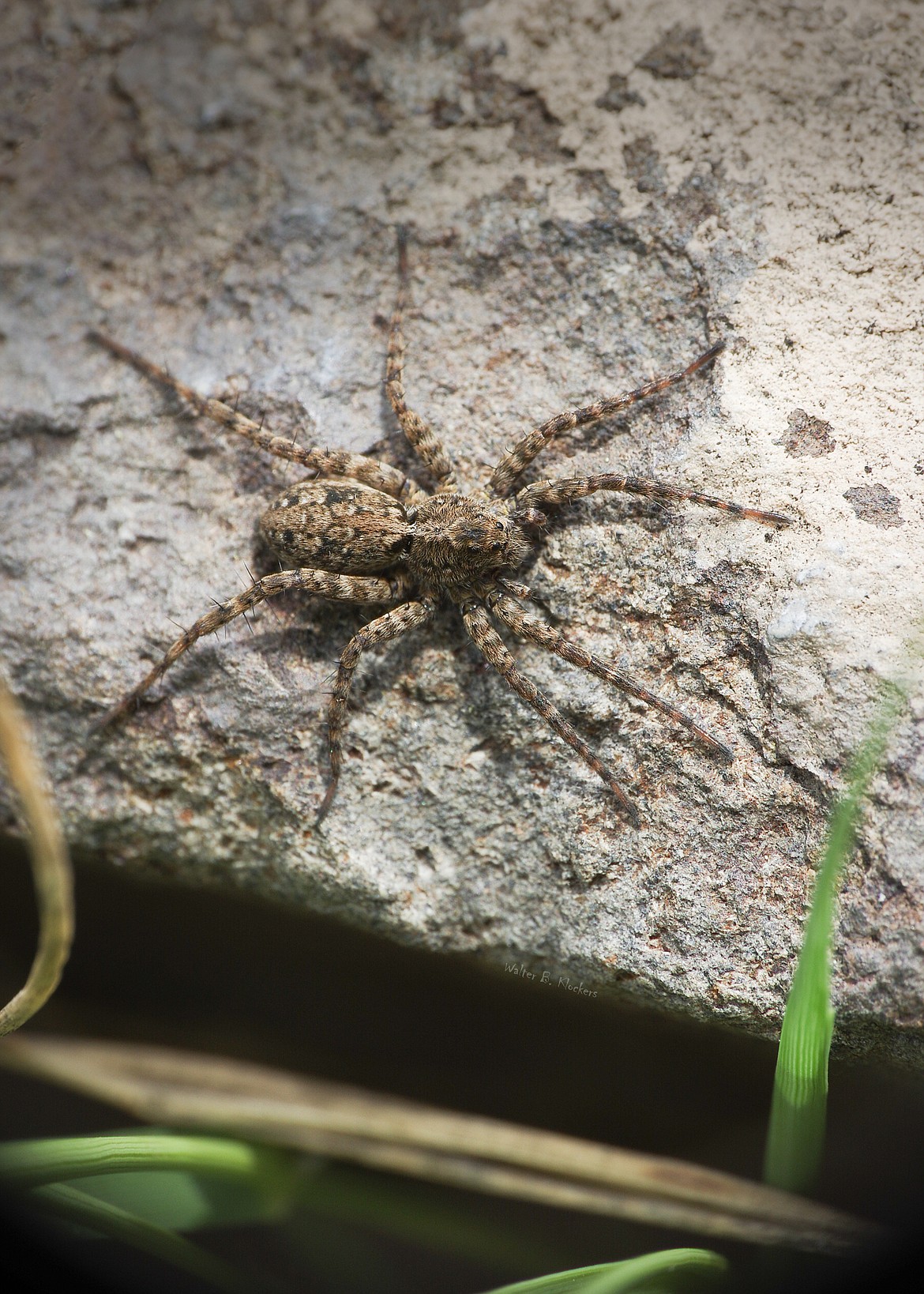 Walter Klockers/courtesy photo
A thin-legged wolf spider graces a rock edge.