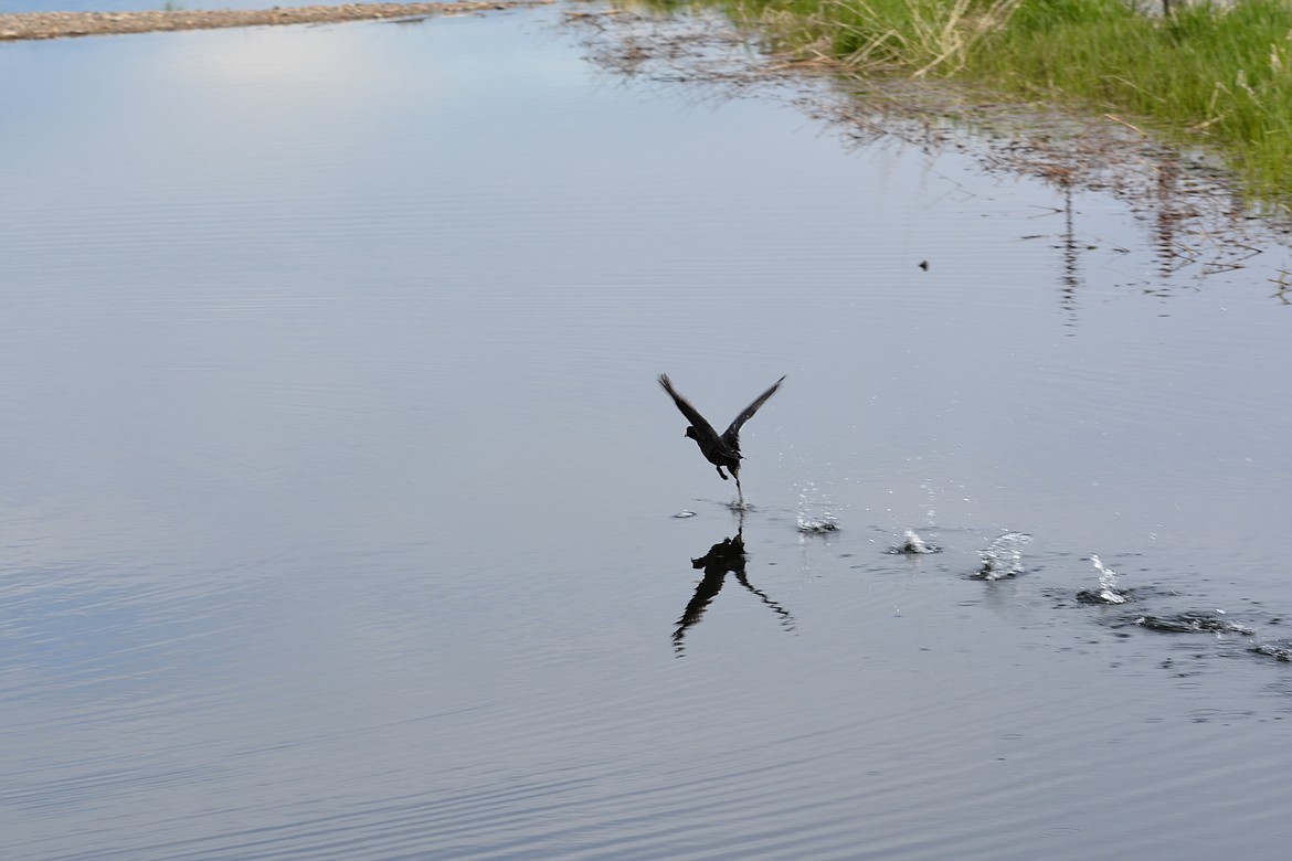 With their plump bodies and narrow wings, it is hard for coots to get airborne. On water they dash along on the surface until they get enough speed for liftoff.