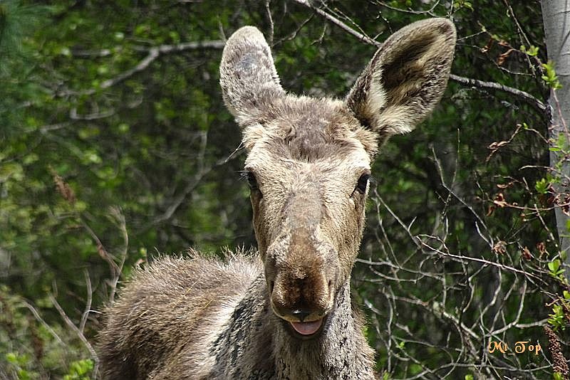 Photos by Mt_Top.
When a moose gets tired of you taking it's picture, it may blow a raspberry!