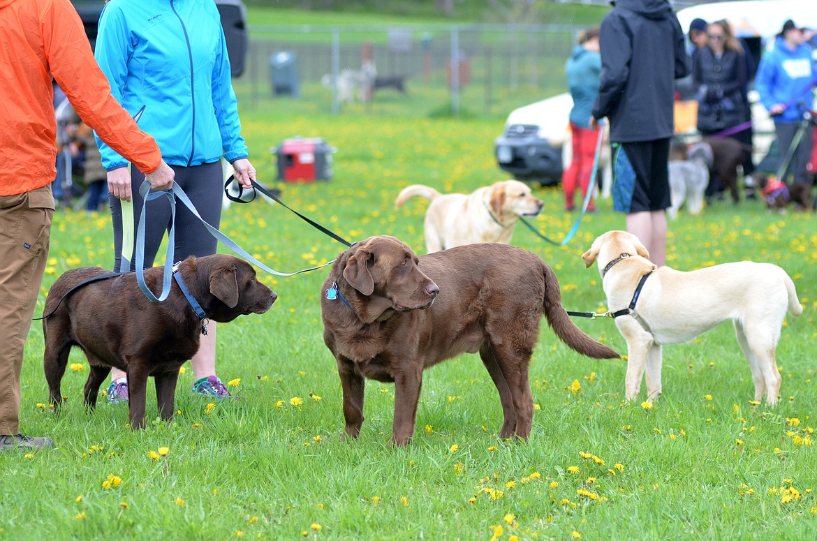 Runners and their dogs competed in the 8th annual WAG race Sunday morning at the Whitefish Hugh Rogers WAG dog park. (Heidi Desch/Whitefish Pilot)