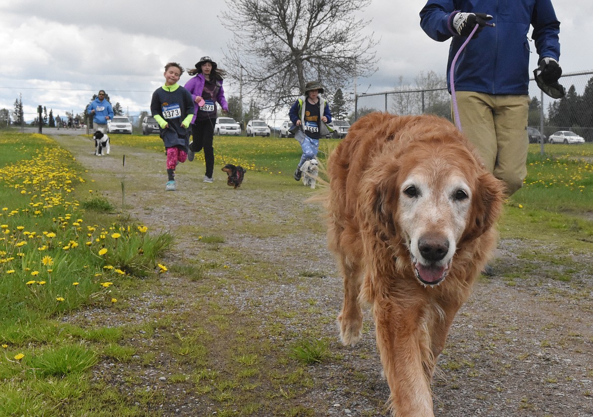 Runners and their dogs competed in the 8th annual WAG race Sunday morning at the Whitefish Hugh Rogers WAG dog park. (Heidi Desch/Whitefish Pilot)