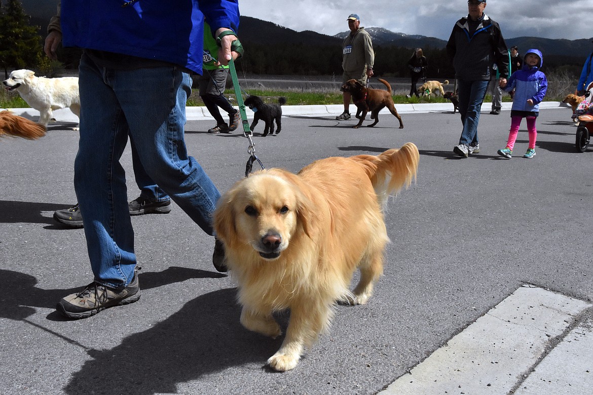 Runners and their dogs competed in the 8th annual WAG race Sunday morning at the Whitefish Hugh Rogers WAG dog park. (Heidi Desch/Whitefish Pilot)