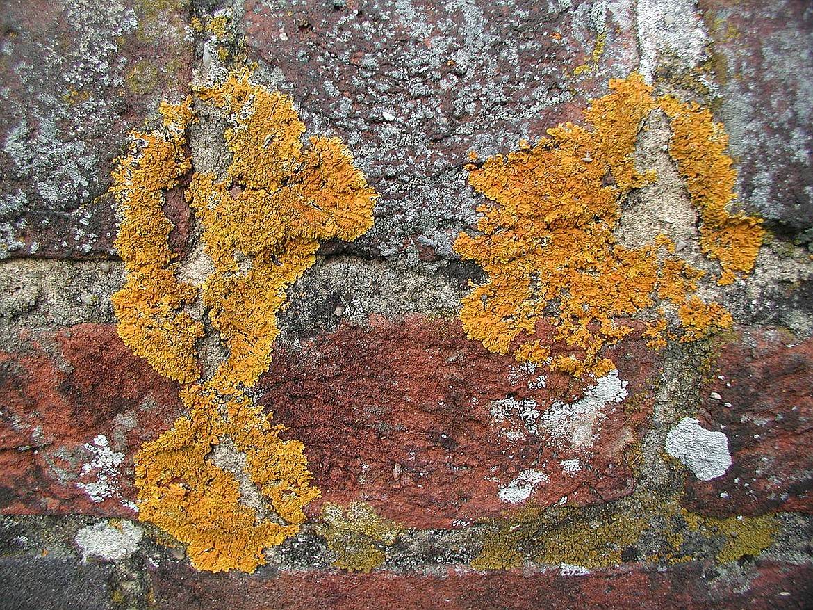 WIKIMEDIA COMMONS
Low nutrient lichens growing on rocks helped feed the Mackenzie expedition to the Arctic Ocean.