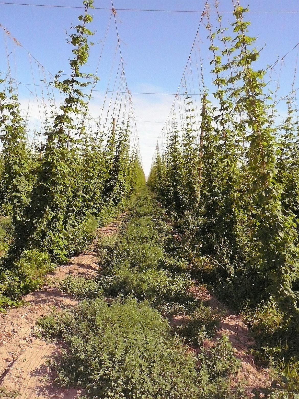 JERRY HITCHCOCK/Press
Hops are found in abundance in the Yakima Valley.