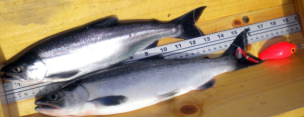 (Photo courtesy ROB RYAN/IDFG)
Kokanee numbers remain relatively depressed, according to Idaho Fish &amp; Game.