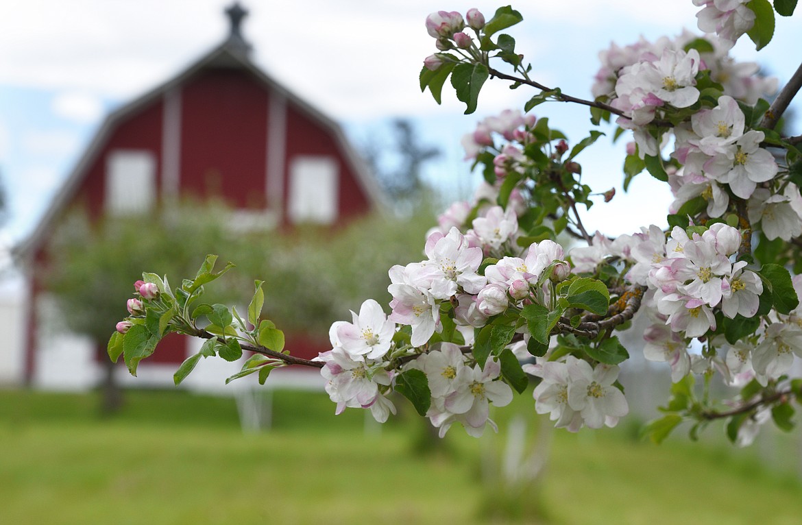 Blossoms bloom on an apple tree at the Farming for the Future Academy located at the Montana Veterans' Home in Columbia Falls. (Aaric Bryan/Daily Inter Lake)