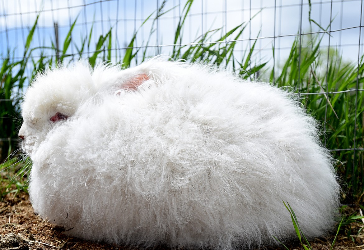Angora rabbits are one of the animals at the farm.