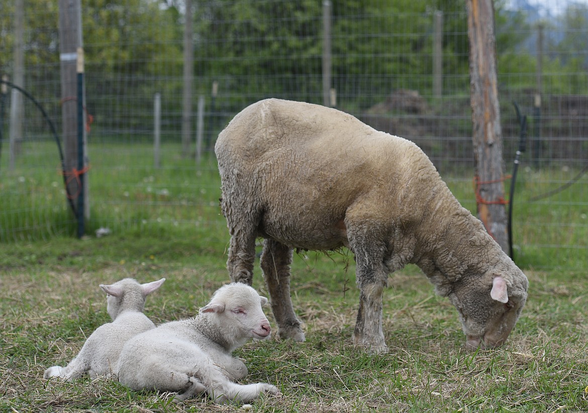 Merino lambs Little Pearl and Hettie Jr. lay next to their mom Betty at the Farming for the Future Academy on Wednesday. (Aaric Bryan/Daily Inter Lake)