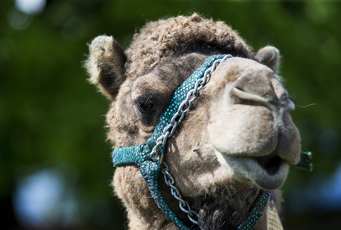 LOREN BENOIT/PressMoses the camel poses for the camera at Spring Fest.