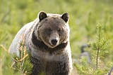 Park's bear monitoring and capturing begins