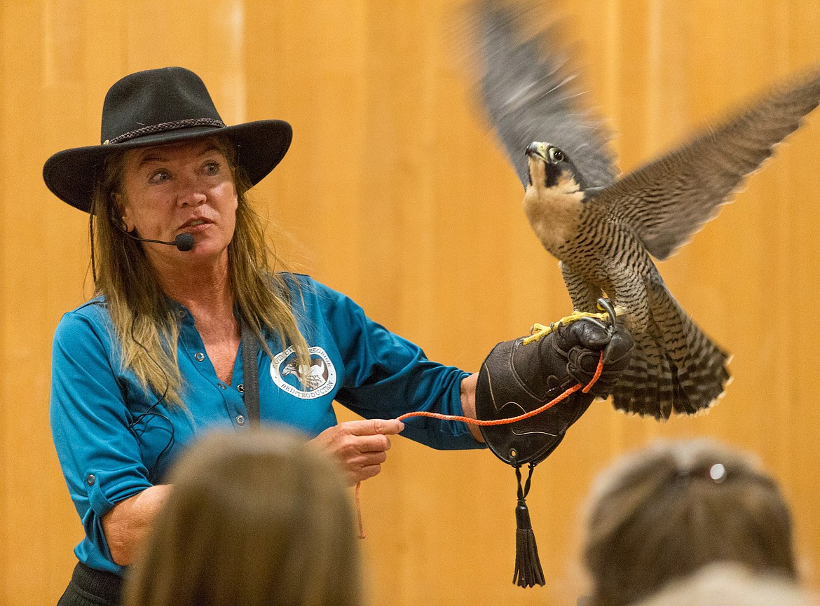 Janie Veltkamp displays a peregrine falcon. (John Blodgett/The Western News)