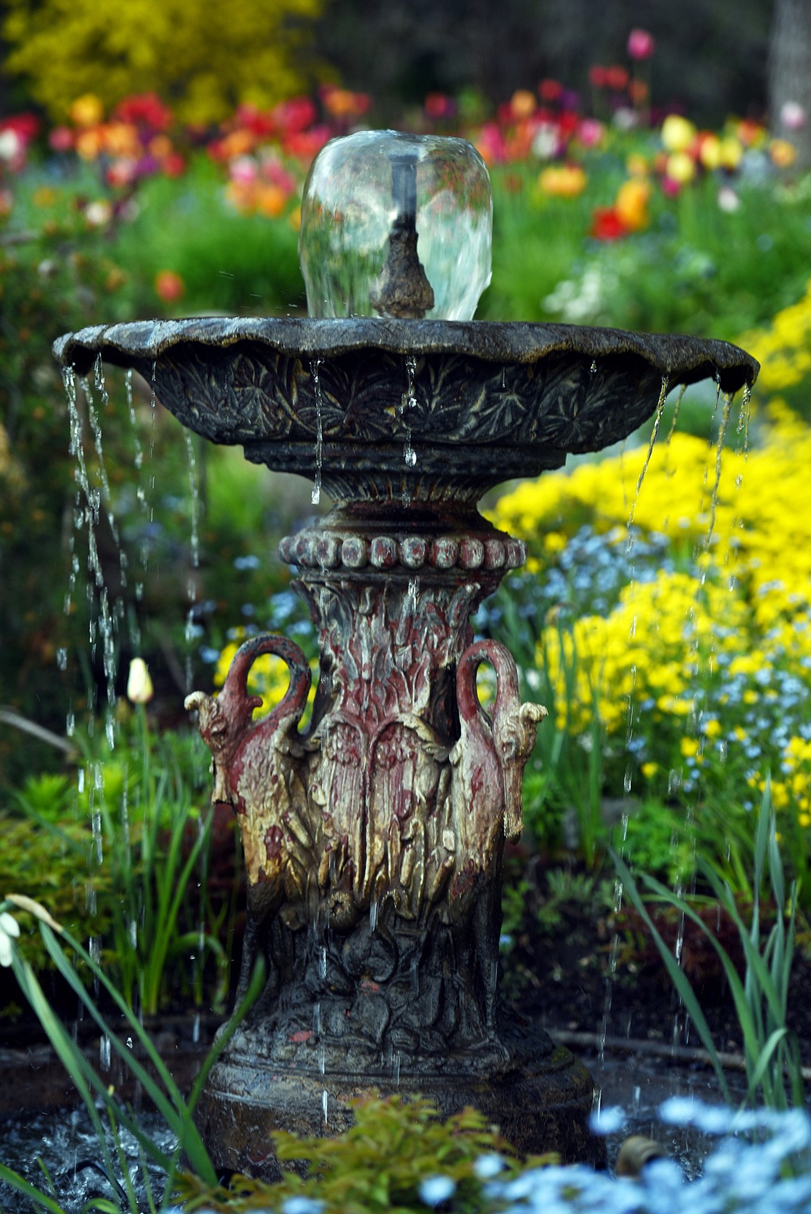 Sunrise at the Bibler Home and Gardens on Friday, May 19, east of Kalispell.(Brenda Ahearn/Daily Inter Lake)