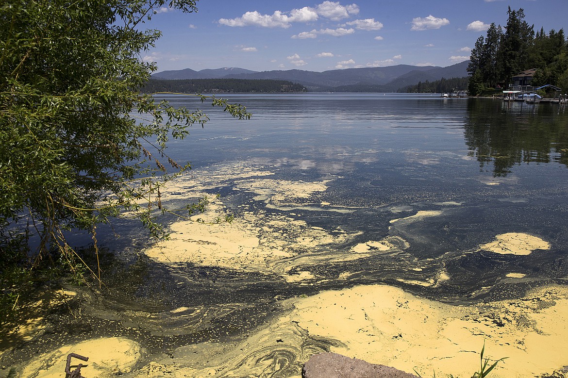 Pollen collects along the shoreline at Hayden Lake Tuesday. 

LISA JAMES/Press
