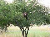 Grizzly bear on the move: Whitefish, Waterton, Glacier, Fortine and now, Spotted Bear