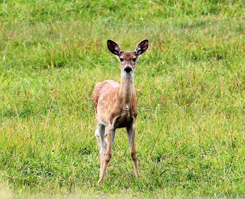 Fish, Wildlife and Parks recently did herd counts of elk and deer in Mineral County where numbers are up. (Kathleen Woodford/Mineral Independent).